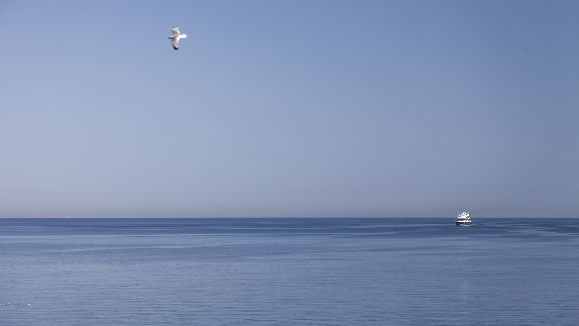 Чайка в небе и паром вдалеке в море в ясную погоду
